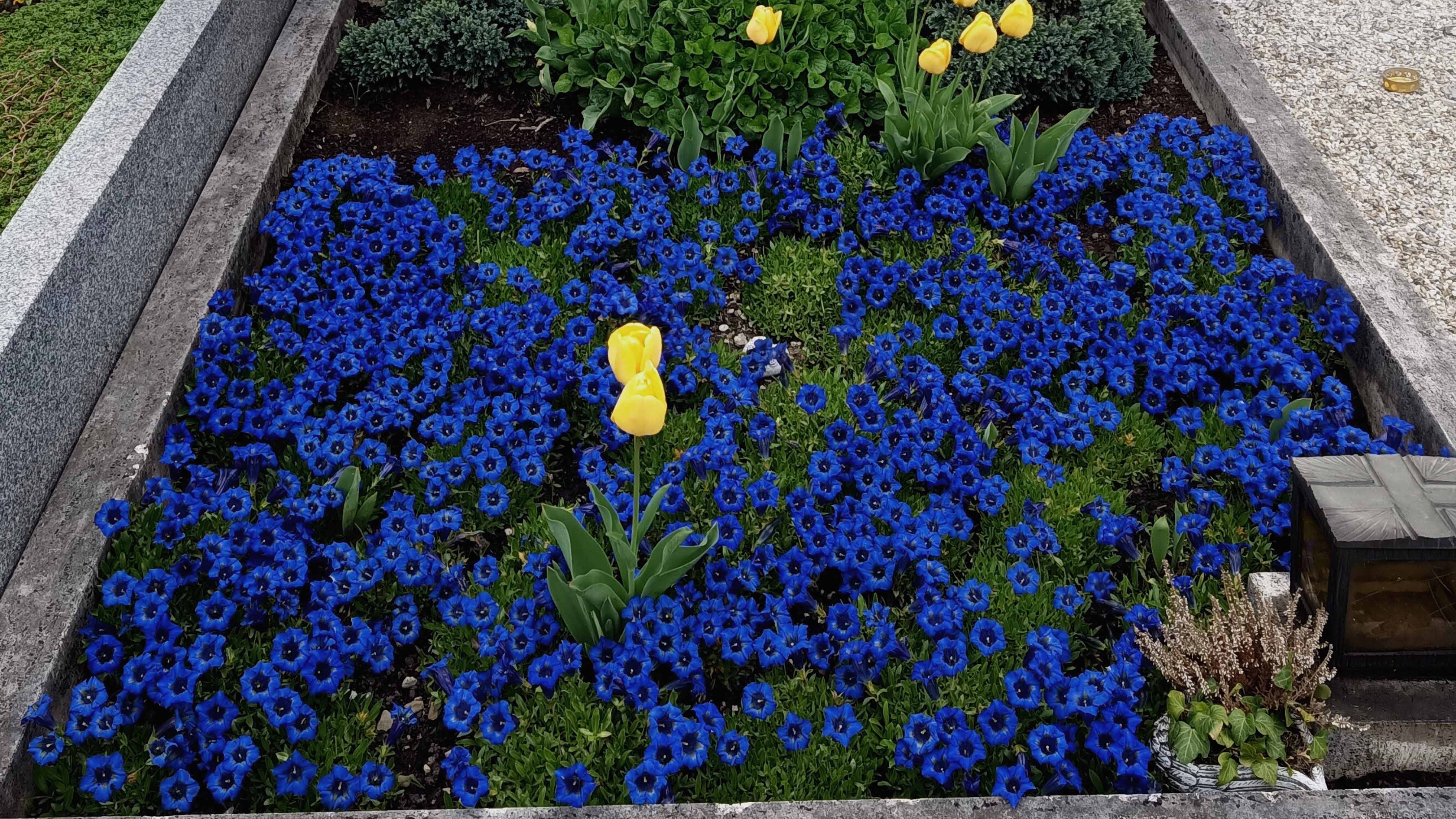 Frühjahrsbepflanzung eines Grabes mit blauem Enzian und gelben Tulpen