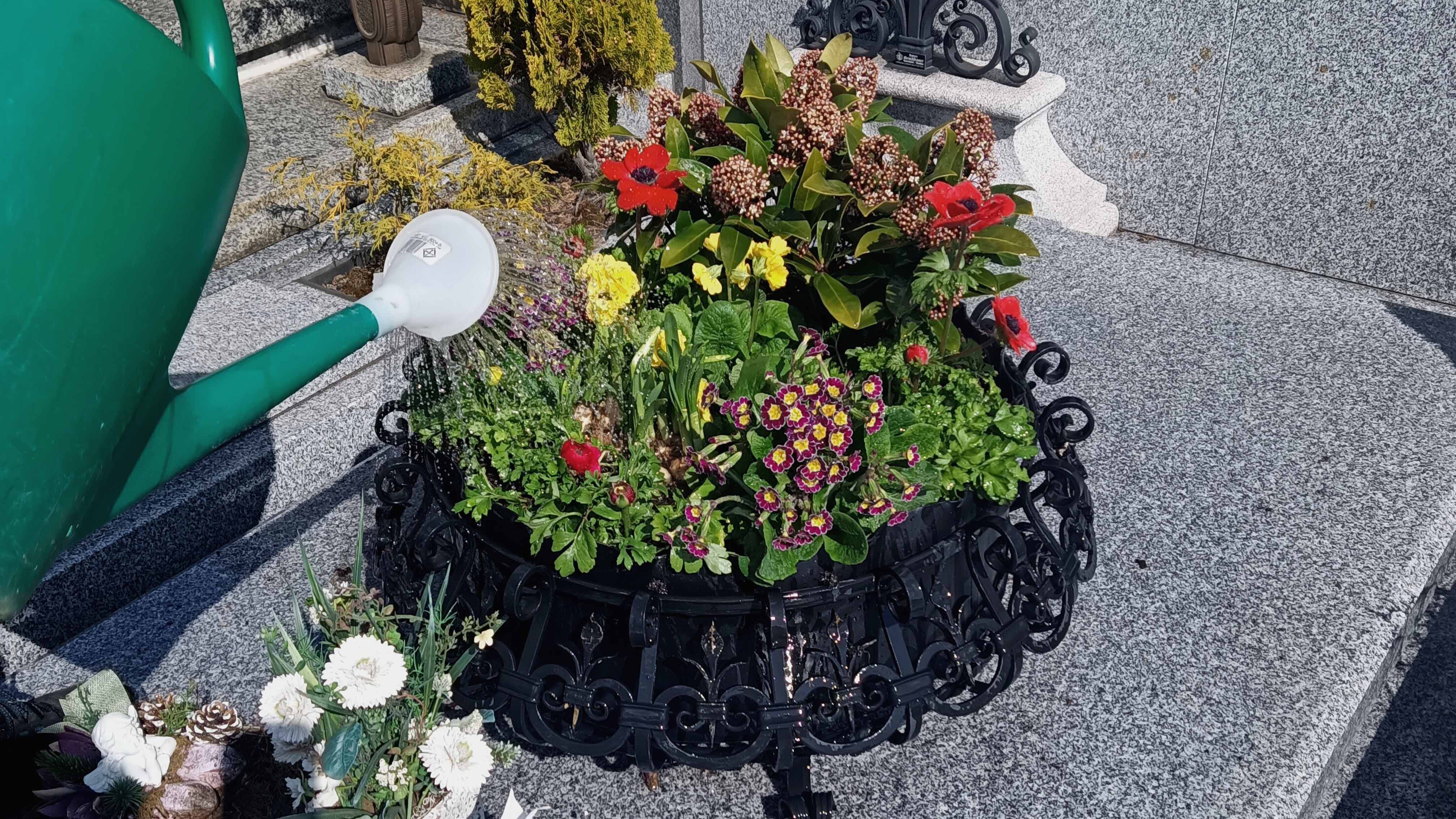 Frisch bepflanzte Grabschale mit Frühlingsblumen, wird gegossen